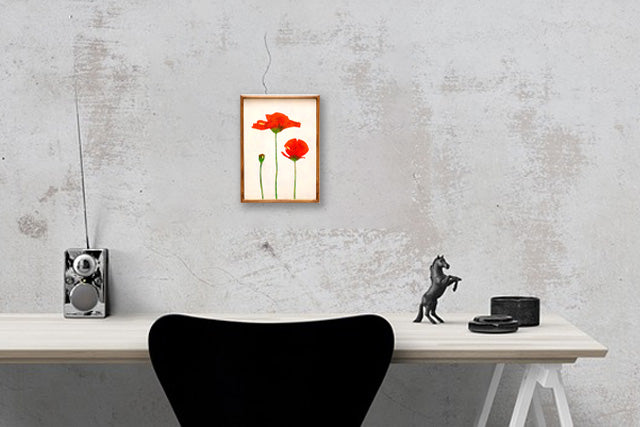 Orange poppies No.182